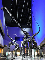 lee kong chian museum dinosaur