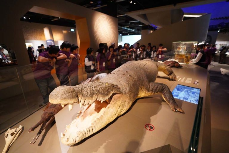 Education Programmes | Lee Kong Chian Natural History Museum