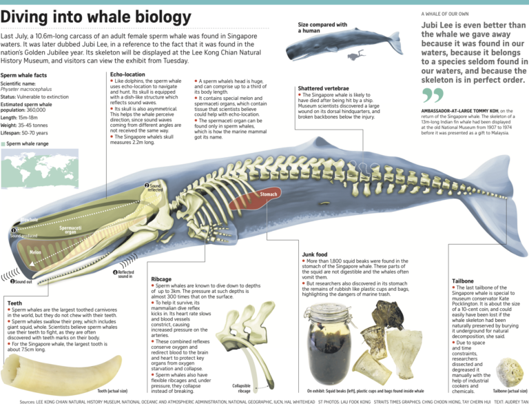 ST Infographic: Diving into Whale Biology | Lee Kong Chian Natural