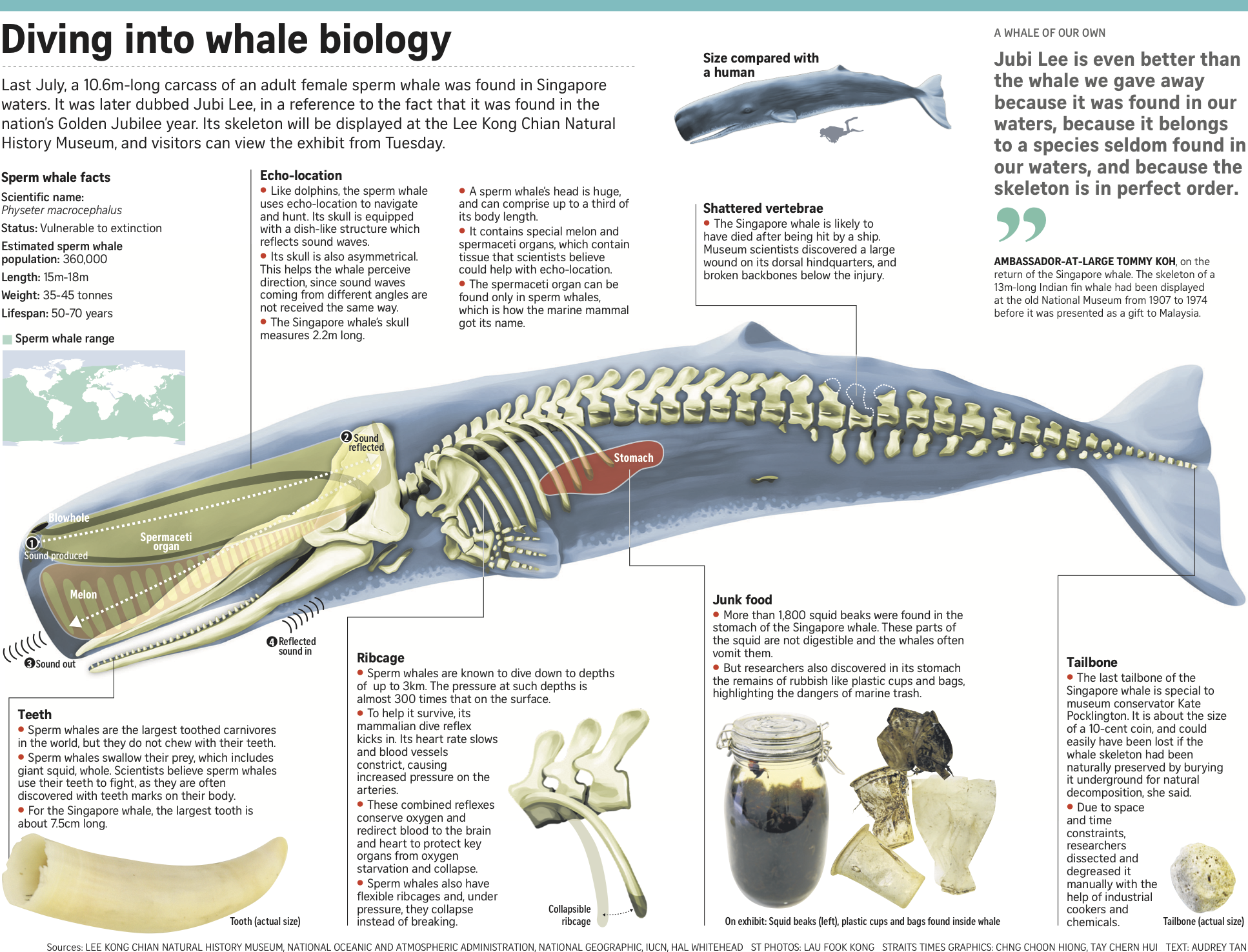 ST Infographic Diving into Whale Biology Lee Kong Chian Natural