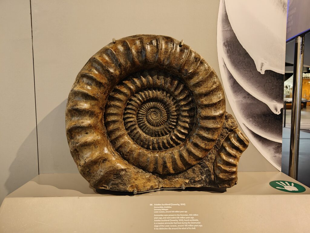Photo of an ammonite fossil in our Museum gallery