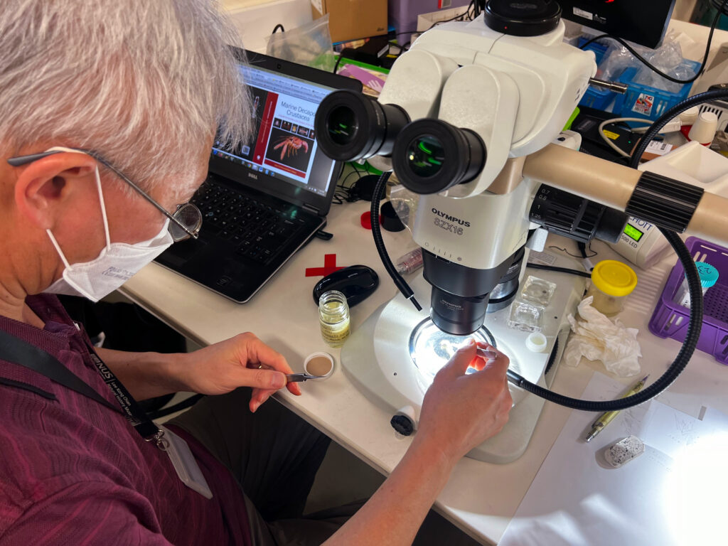 Prof Shane working on meta shrimp specimens using a microscope.