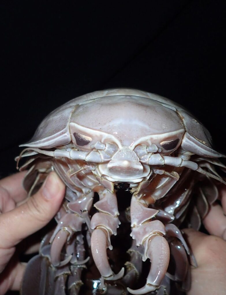 Photo of the front of a giant isopod