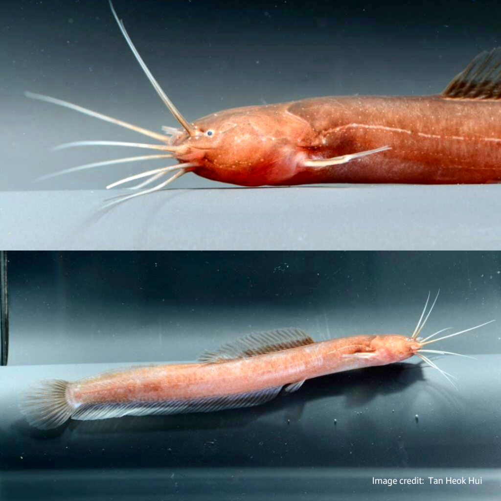 Composite of two photos of live Encheloclarias kelioides, including a close up of its head and lateral view of the entire catfish. (Credit: Tan Heok Hui) 