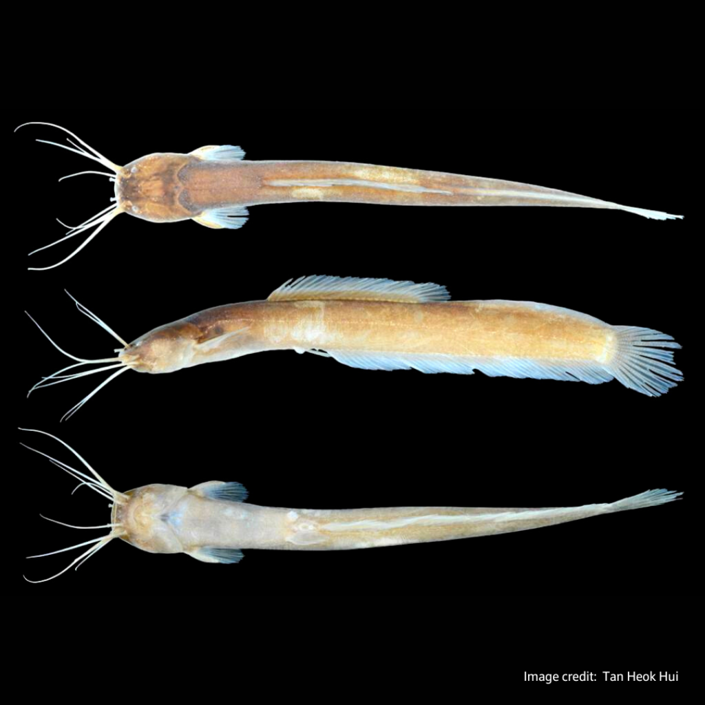 Composite image of freshly preserved Encheloclarias kelioides, consisting of dorsal, lateral and ventral views (top to bottom). 