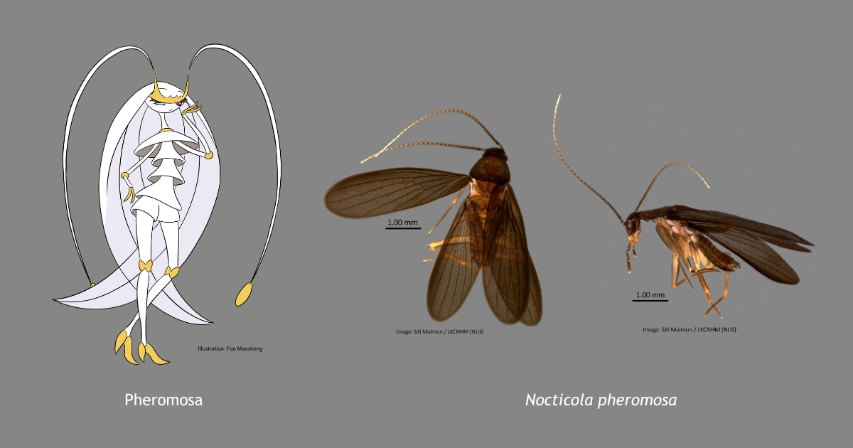 An illustration of the pale-bodied Pokemon, Phermosa, alongside the newly described delicate cockroach species, Nocticola phermosa, with its left wing stretched out.