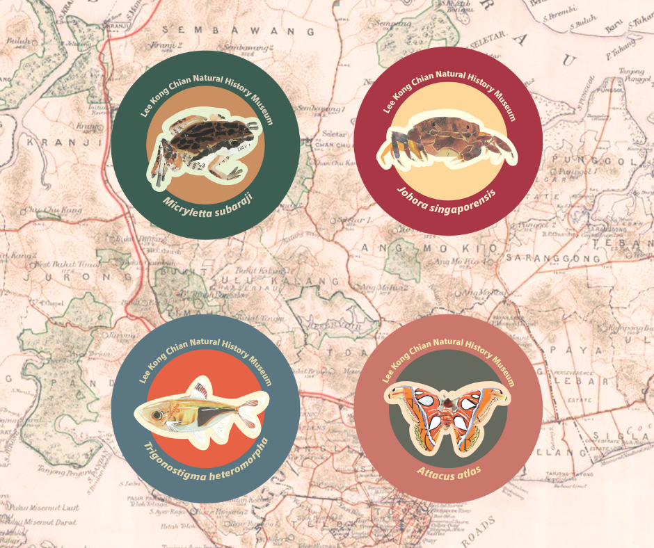 Four circled button badges which include a frog with a green border (top left), an orange crab with a red border (top right), a fish with a blue border (bottom left) and a bright orange-red moth wiht a dark peach border (bottom right).