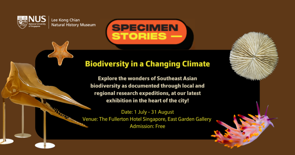 Ad for LKCNHM's temporary exhibition at The Fullerton Hotel Singapore. The exhibition is entitled 'Specimen stories - Biodiversity in a Changing Climate'. It runs from 1 July to 31 August at the East Garden Gallery of The Fullerton Hotel Singapore. Admission is free.