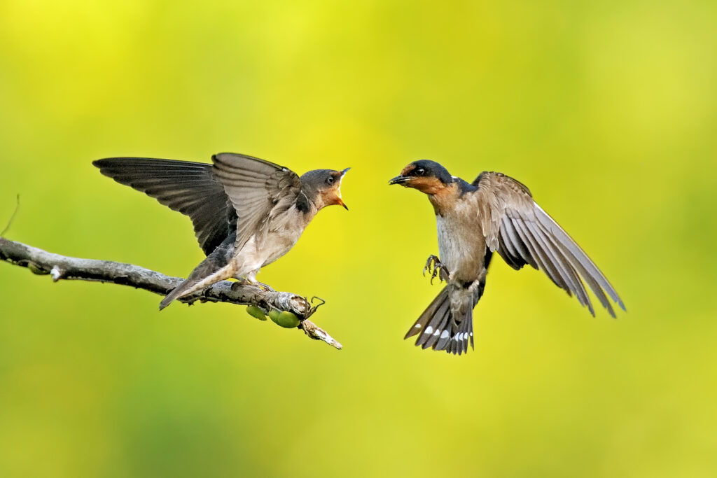 Presenting LKCNHM’s Eyes of a Naturalist Contest Winners! | Lee Kong ...