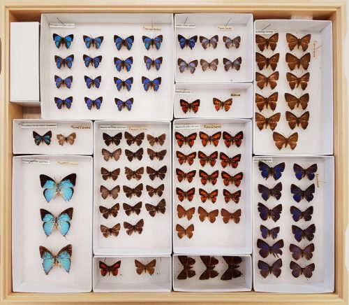 Some of the butterfly specimens digitised in the project. Photo by Everlyn Julya Koh