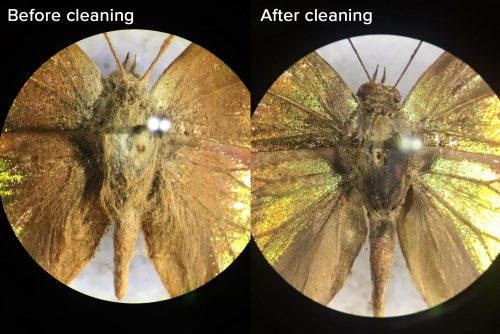 An Arhopala specimen before cleaning and after cleaning. Photo by Vivian Feng