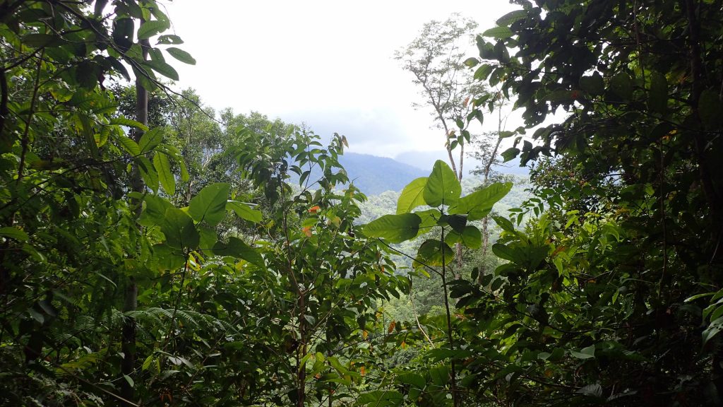 A break in the dense vegetation along the trail offered a glimpse of the surroundings – seemingly endless, misty green hills. Photo credit: LKCNHM.