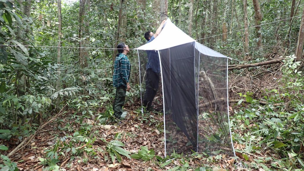 A Malaise trap is set up to sample flying insects along natural flight paths in the forest. Photo credit: LKCNHM.