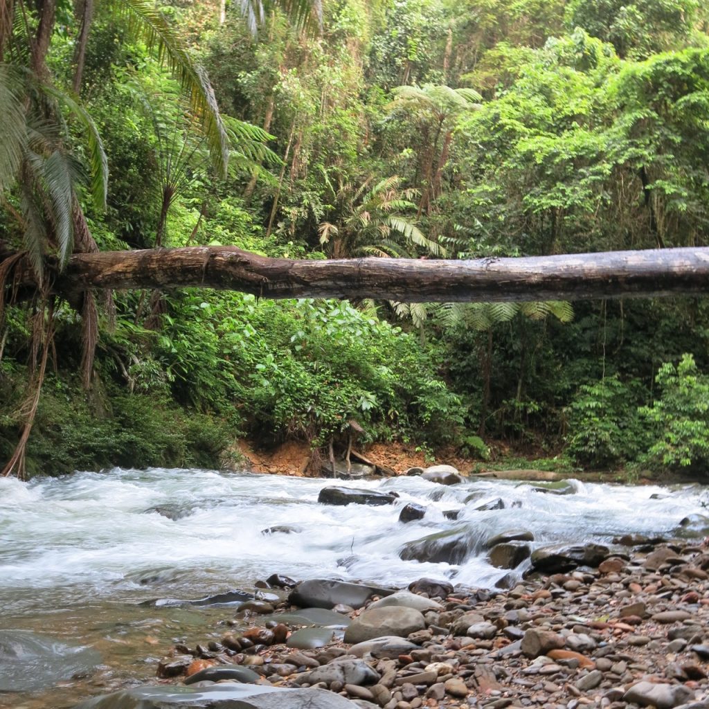 View of Sungai Engkari from the landing point at Nanga Segerak Field Station. Photo credit: LKCNHM.