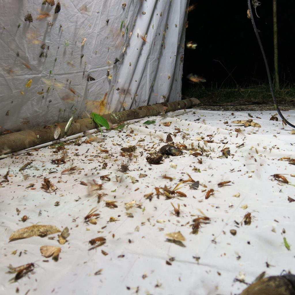 Six-legged galore: the mercury vapour lamp on a good night was abuzz with an abundance of nocturnal insects. Photo credit: LKCNHM.