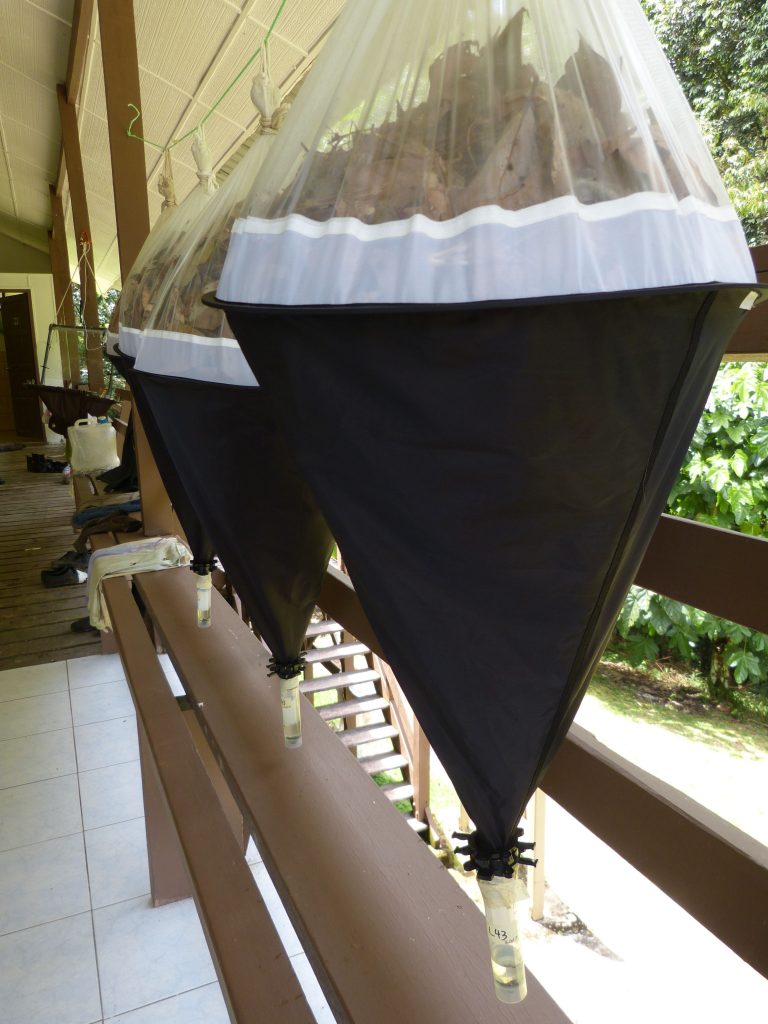 Winkler funnels help to sample terrestrial arthropods found in the leaf litter of the forest floor. Photo credit: LKCNHM.