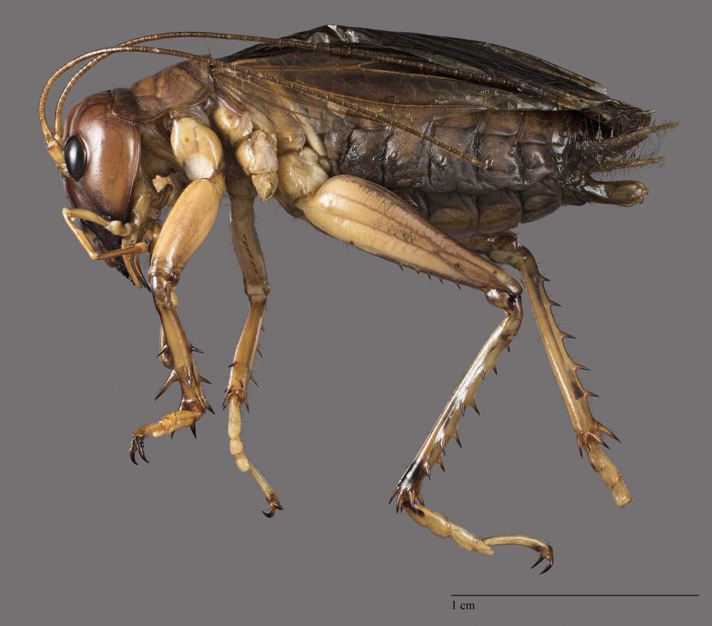 An Old World Jerusalem cricket (Stenopelmatidae, Orthoptera), one of the largest insects in Southeast Asia. Photo credit: LKCNHM.