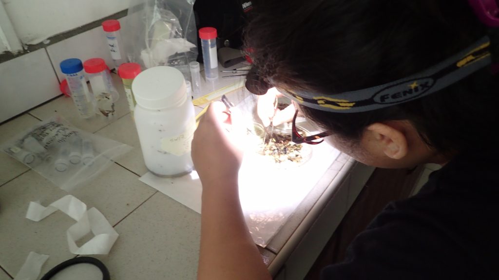 Mingshi sorting through specimens collected the previous day. Photo credit: LKCNHM.