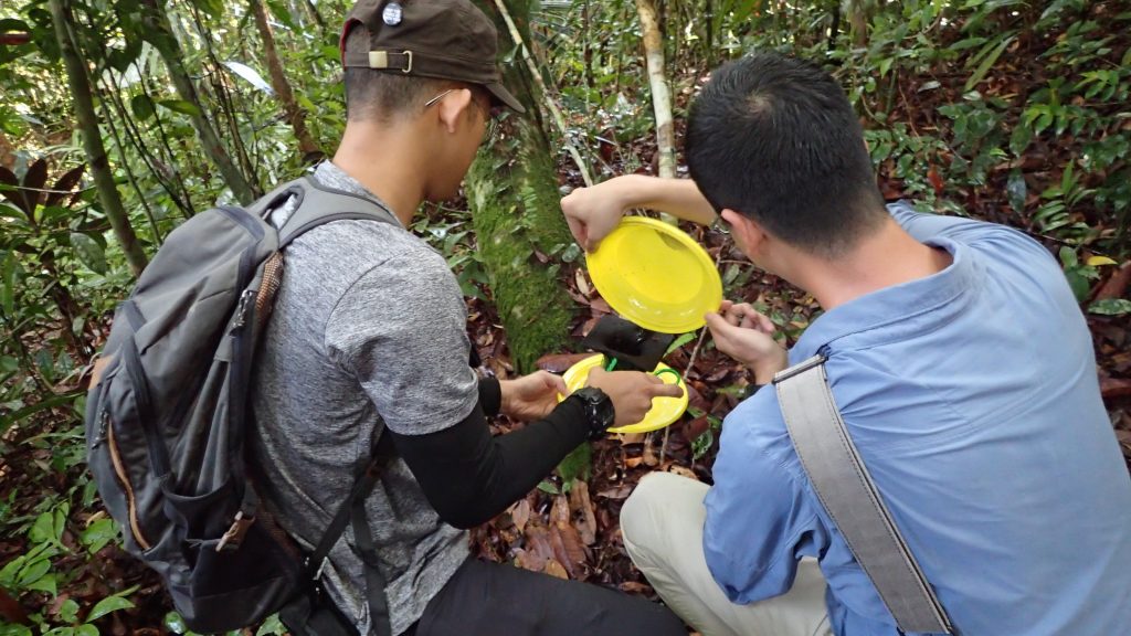 Sampling along the forest trail using yellow pan traps, an effective but labour-intensive method that occupied most of our morning hikes. Photo credit: LKCNHM.