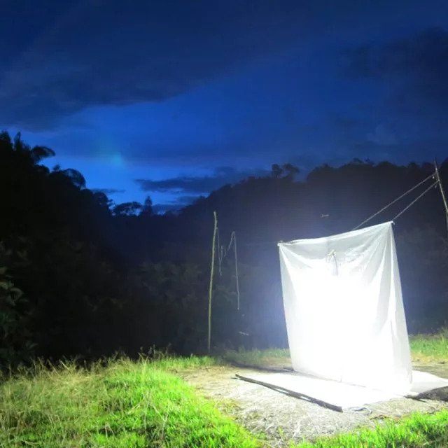 As the sun sets, our mercury vapour lamp got put into action to survey the nocturnal insect diversity in flight. Photo credit: LKCNHM.