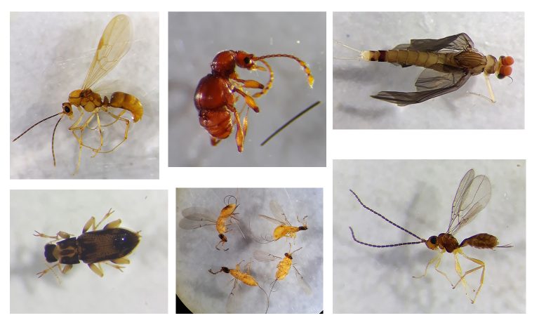 Specimens collected from the canopy light trap include (clockwise from top left): ant alate (Formicidae sp.), ant-mimicking beetle (Coleoptera sp.), mayfly (Ephemeroptera sp.), wasp (Ichneumonoidea sp.), fig wasps (Agaonidae sp.), and riffle beetle (Elmidae sp.). Photo credit: Bernetta Kwek.