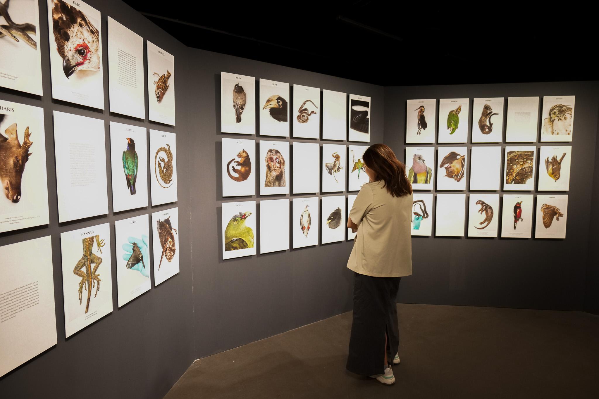 A lady looking at the portraits in the Death by Man exhibition.