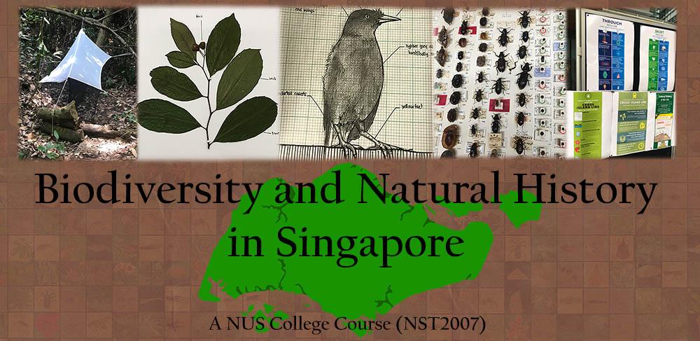 University Courses NUS LKCNHM