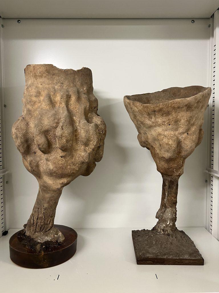 A Neptune’s Cup sponge from the collections of the LKCNHM