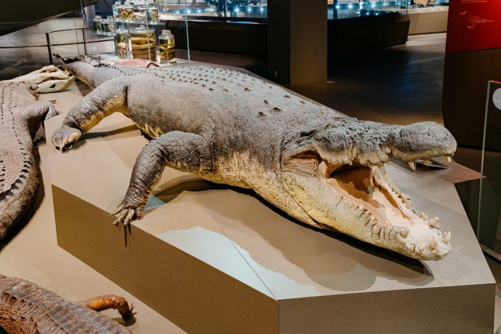 A preserved crocodile in the gallery of the LKCNHM
