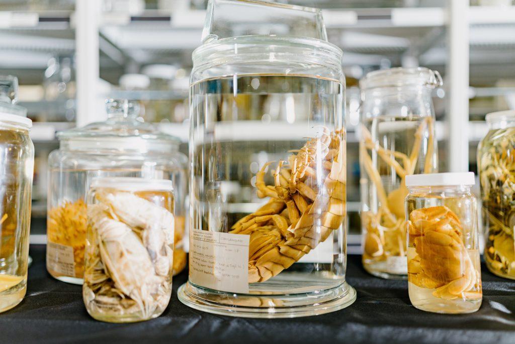 Crustacean specimens from the collections of the LKCNHM