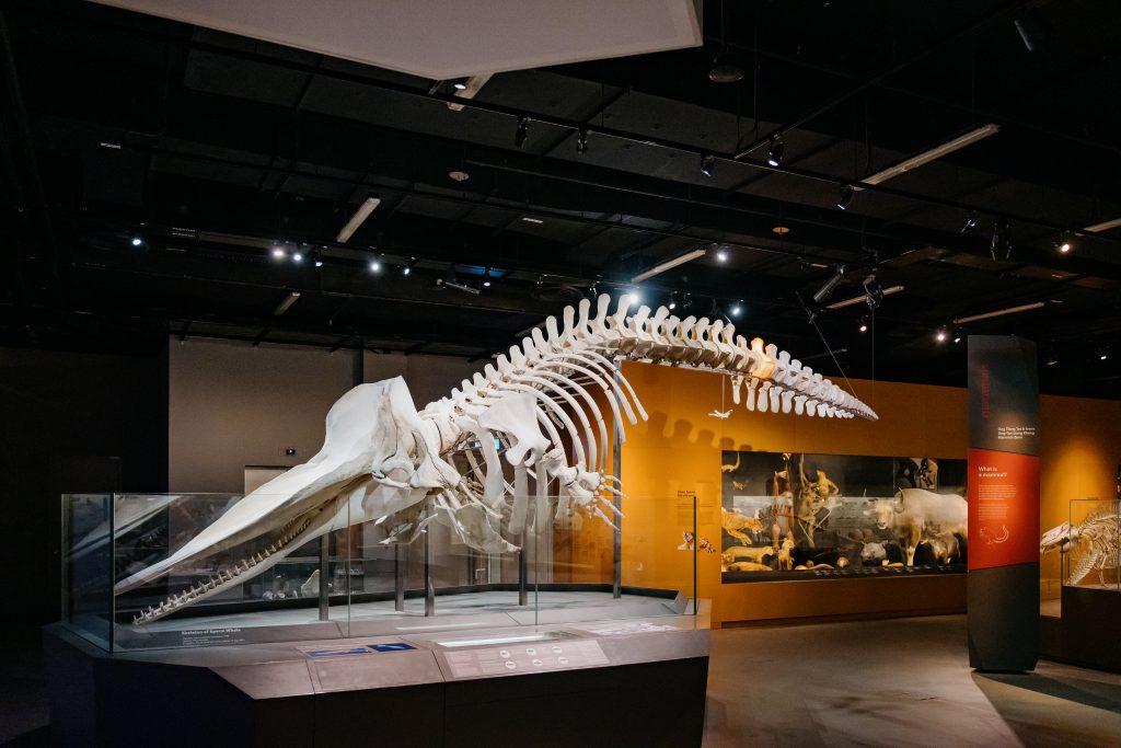 The skeleton of the juvenile sperm whale found dead in Singapore in 2015 on display in the LKCNHM
