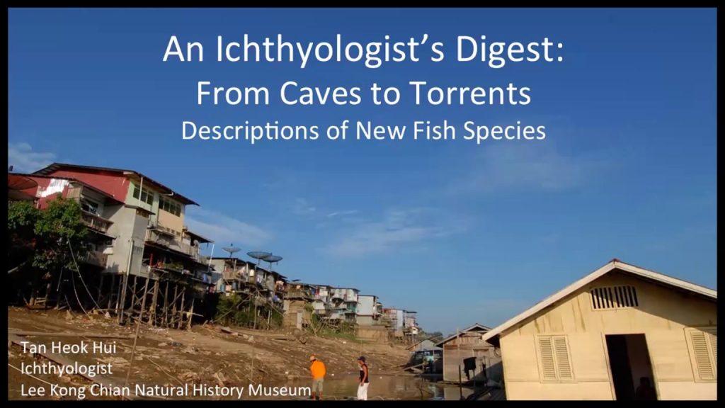 LKCNHM Thursday Talk Shop season 3 session 4: An Ichthyologist’s Digest: From Caves to Torrents, Descriptions of New Fish species by Dr Tan Heok Hui. Click the link to watch this webinar.