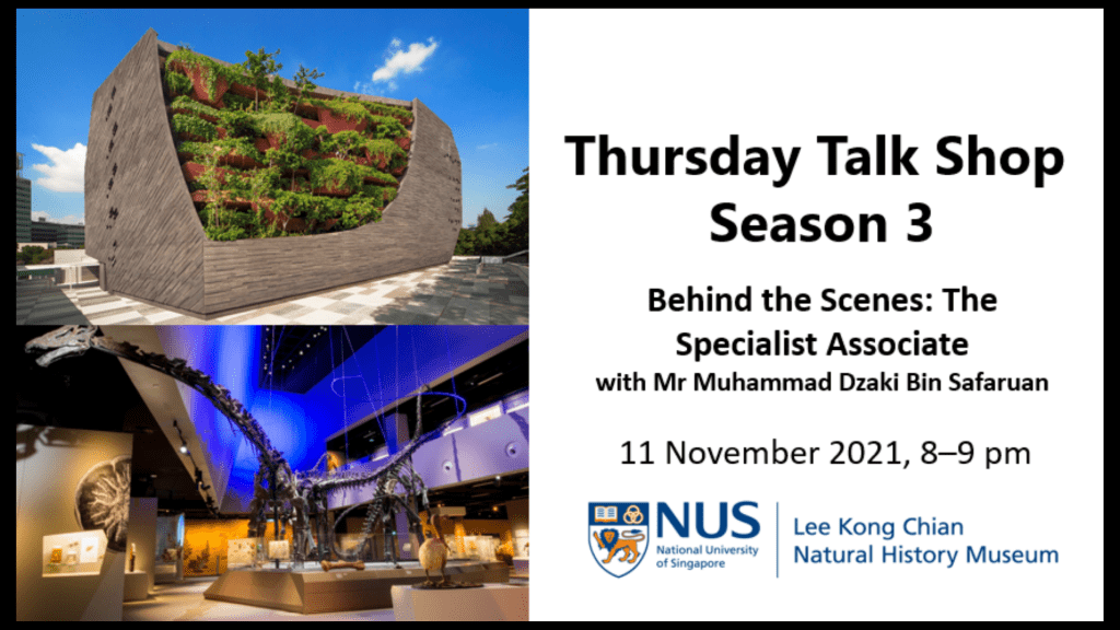 LKCNHM Thursday Talk Shop season 3 session 5: Behind the Scenes, the Specialist Associate with Mr Muhammad Dzaki Bin Safaruan. Click the link to watch this webinar.