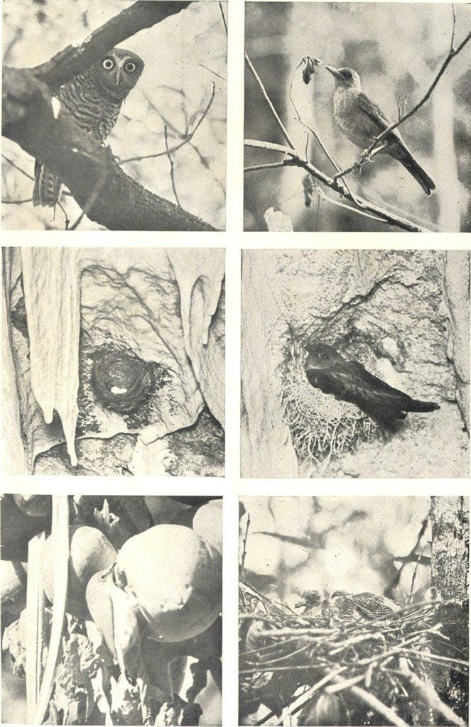 A black and white photograph showing six different birds living on Christmas Island. The photograph was taken by Carl Alexander Gibson-Hill who was based on the island and collected specimens.