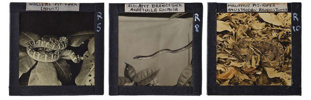 Three slides of snakes that were used in the book ‘The Snakes of Malaya’, published in 1953 by Michael Wilmer Forbes Tweedie who was director of the Museum at the time. They show (from left to right): Wagler’s pit viper, elegant bronzeback and Malayan pit viper.