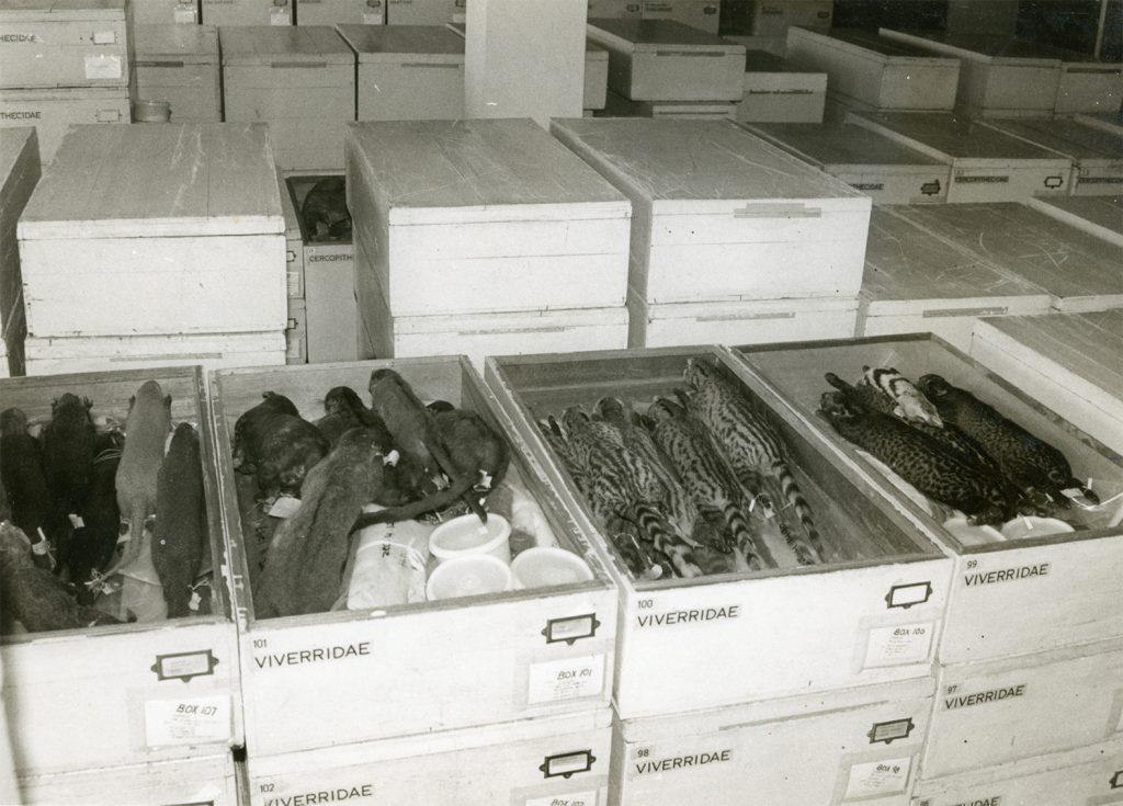 These storage boxes containing the animal specimens that were moved out of the National Museum in 1972.