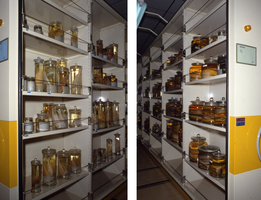 The two photographs show compactors shelving with jars of specimens: fish on the left, snakes on the right.