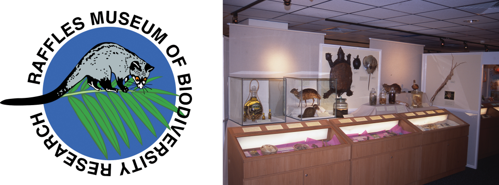 The image on the left depicts the mascot of the Raffles Museum of Biodiversity Research, inspired by an Asian Palm Civet. The image on the right shows the public gallery at the Raffles Museum of Biodiversity Research, with specimens on display.