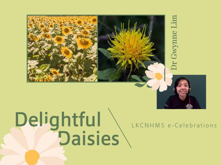 LKCNHM5 e-celebration webinar: Delightful Daisies by Dr Gwynne Lim. Click the link to watch this webinar.