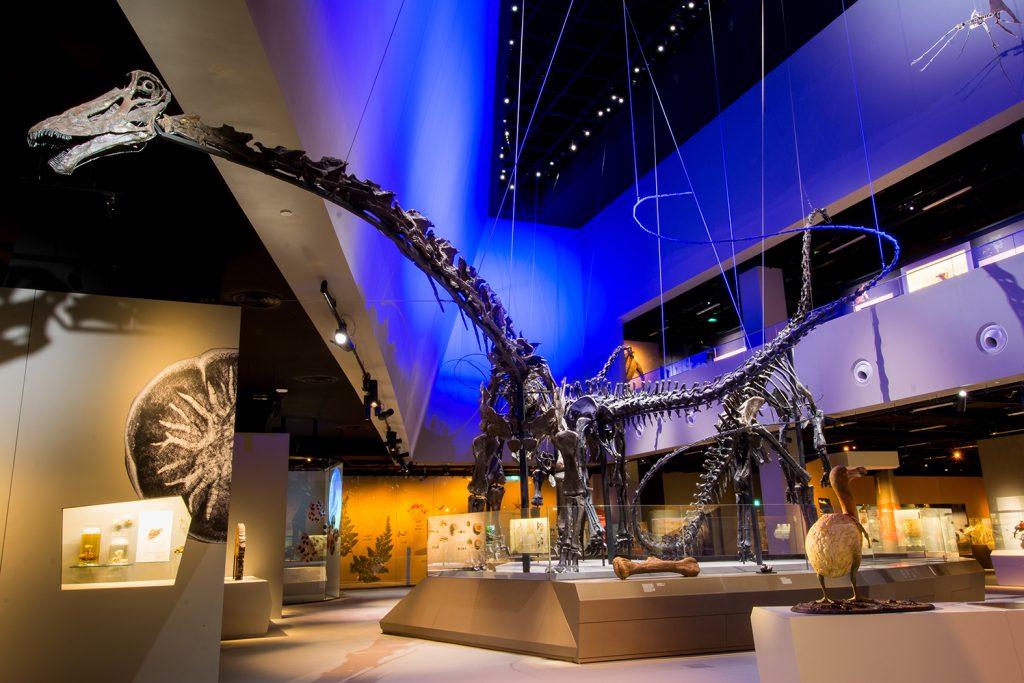 Three dinosaurs on display in the Lee Kong Chian Natural History Museum’s public gallery.