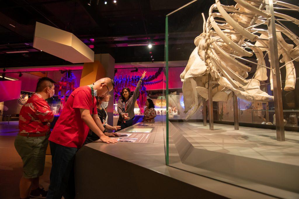 Participants engaged in a Museum tour conducted by an Education Officer, in front of the Singapore sperm whale exhibit.