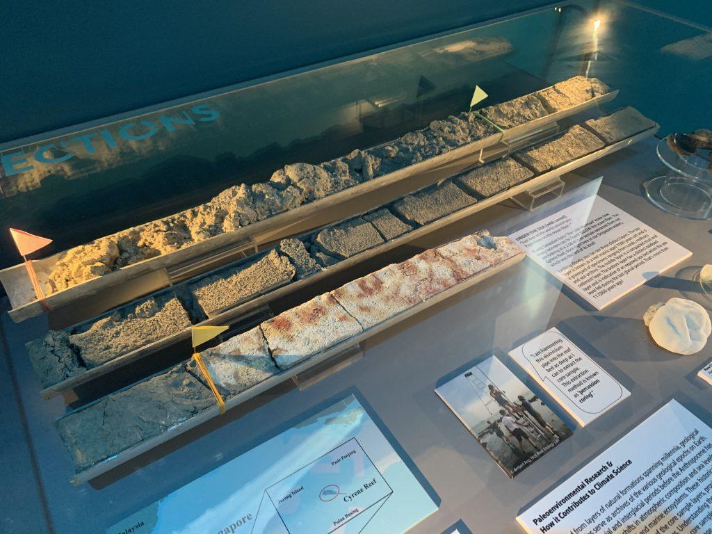 Specimens and captions on display in the Museum gallery as part of a university module assignment.