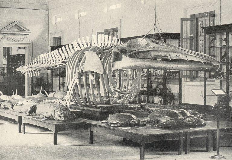 A photograph, in black and white, published in 1908 showing one of the natural history galleries in Raffles Library and Museum at Stamford Road. The Malacca whale is suspended from the ceiling and surrounded by large specimens of crocodiles and turtles.