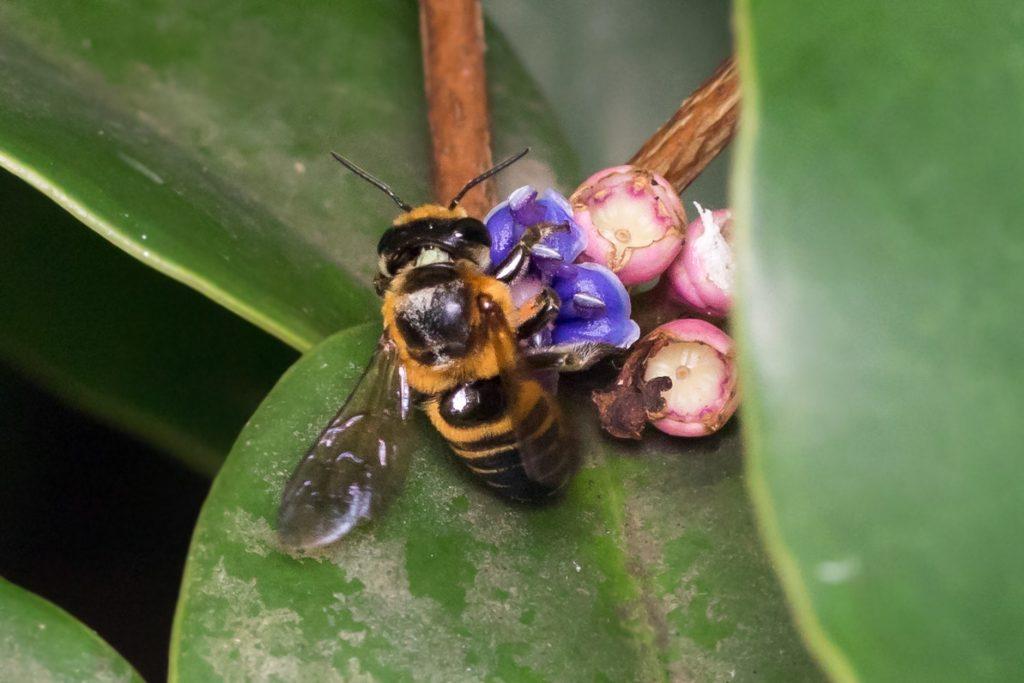 A leafcutter bee visiting flowers in Singapore. Photo by Zestin Soh.