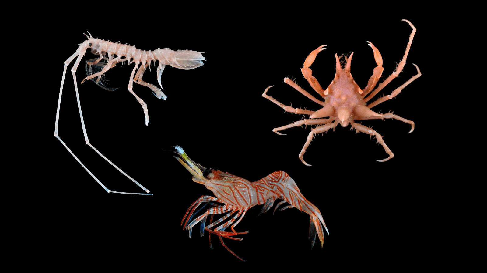 A few crustacean specimens caught from the SJADES 2018 expedition.