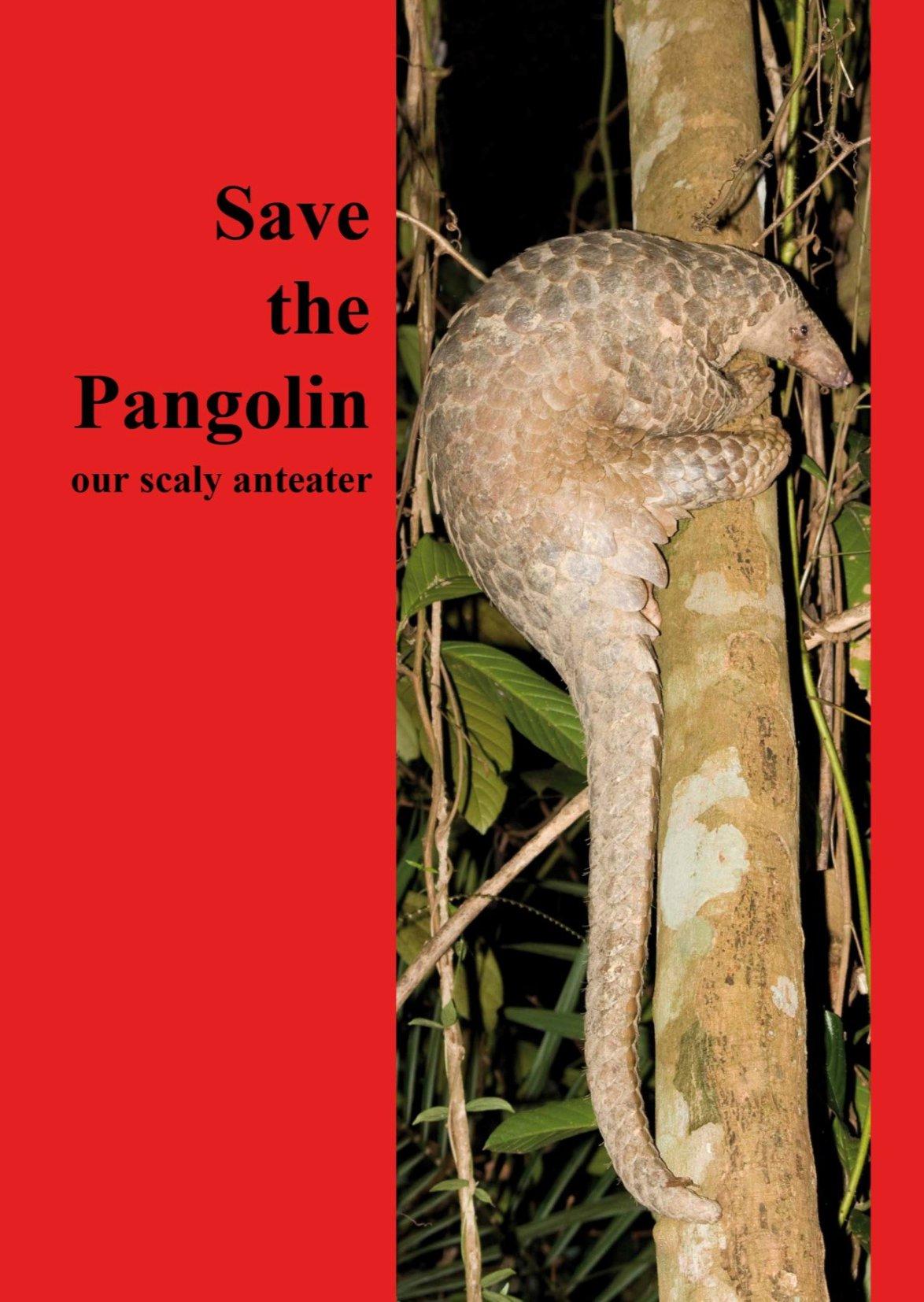 Save the Pangolin: Our Scaly Anteater