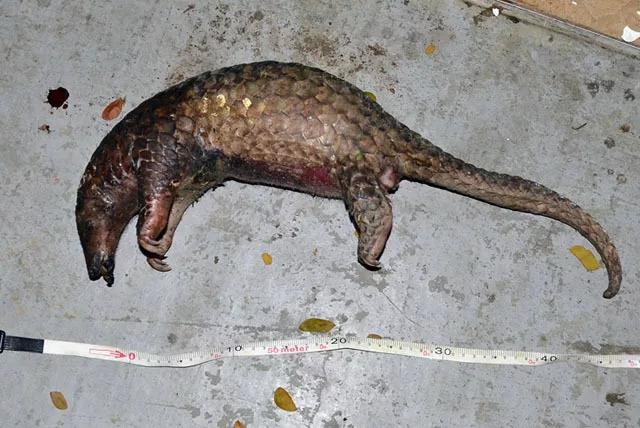 A dead pangolin carcass lying on a pavement with a measuring tape stretched out beside it.