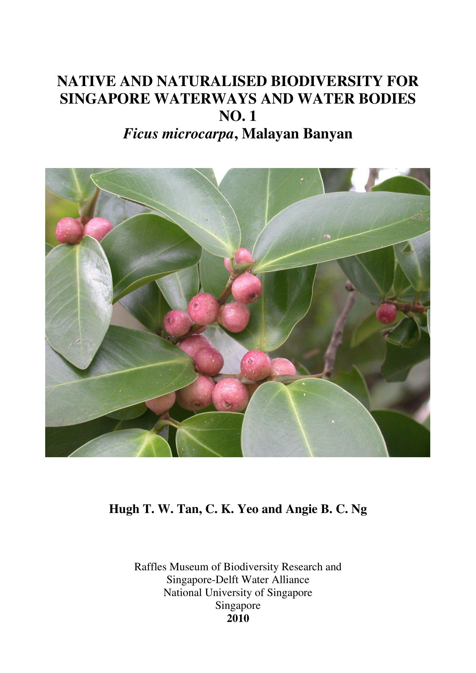 Native and Naturalised Biodiversity for Singapore Waterways and Water Bodies No. 1. Ficus microcarpa, Malayan Banyan