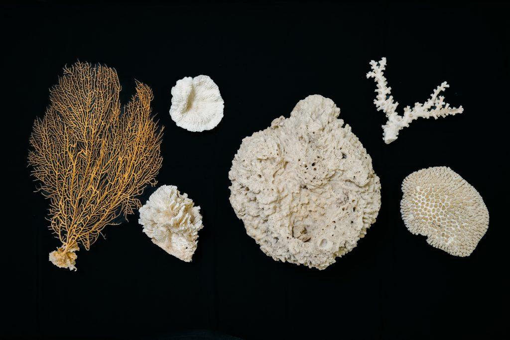 Specimens from the Cnidaria collection of the LKCNHM