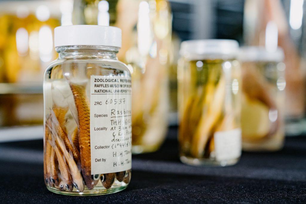 A glass bottle of fish specimens with a Zoological Reference Collection label on it.